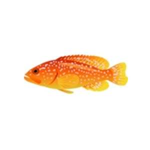 Miniatus Grouper